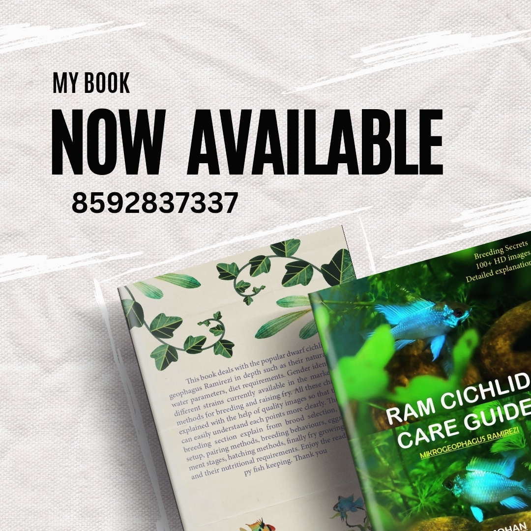 Ram Cichlid Care Guide