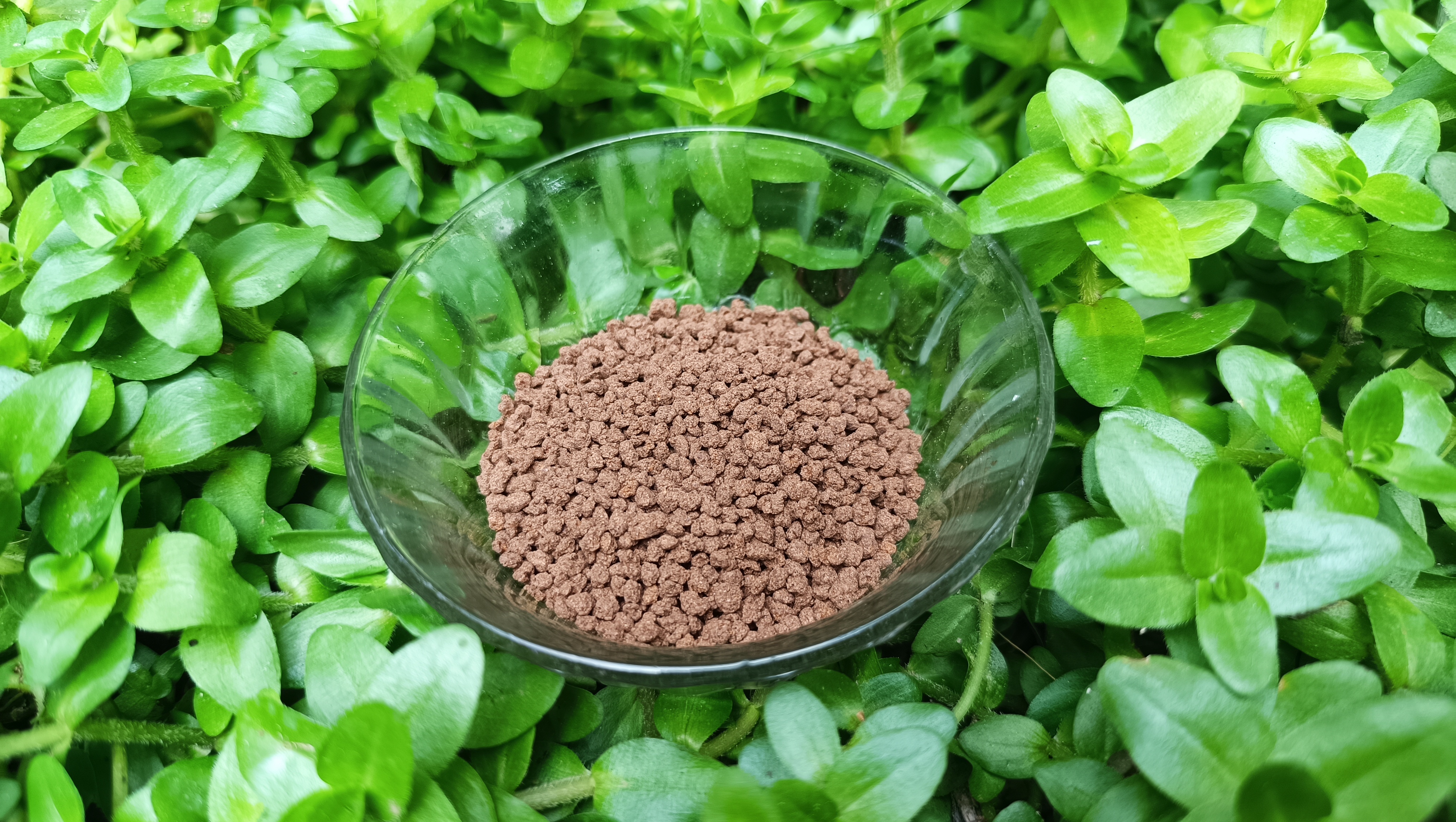 Crayfish Feed-- 100gm