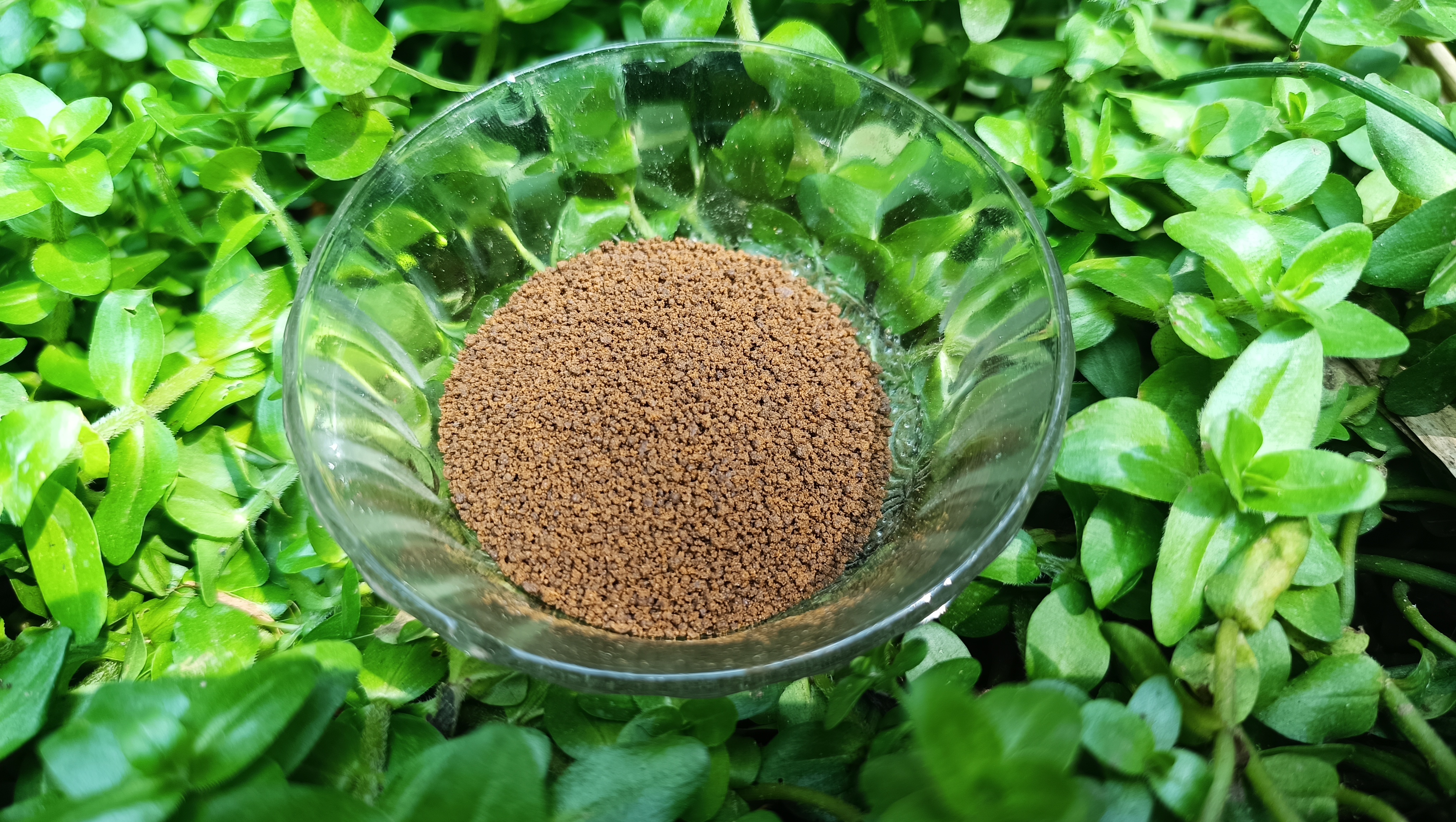 BSF Feed Stage-- 2. 100gram