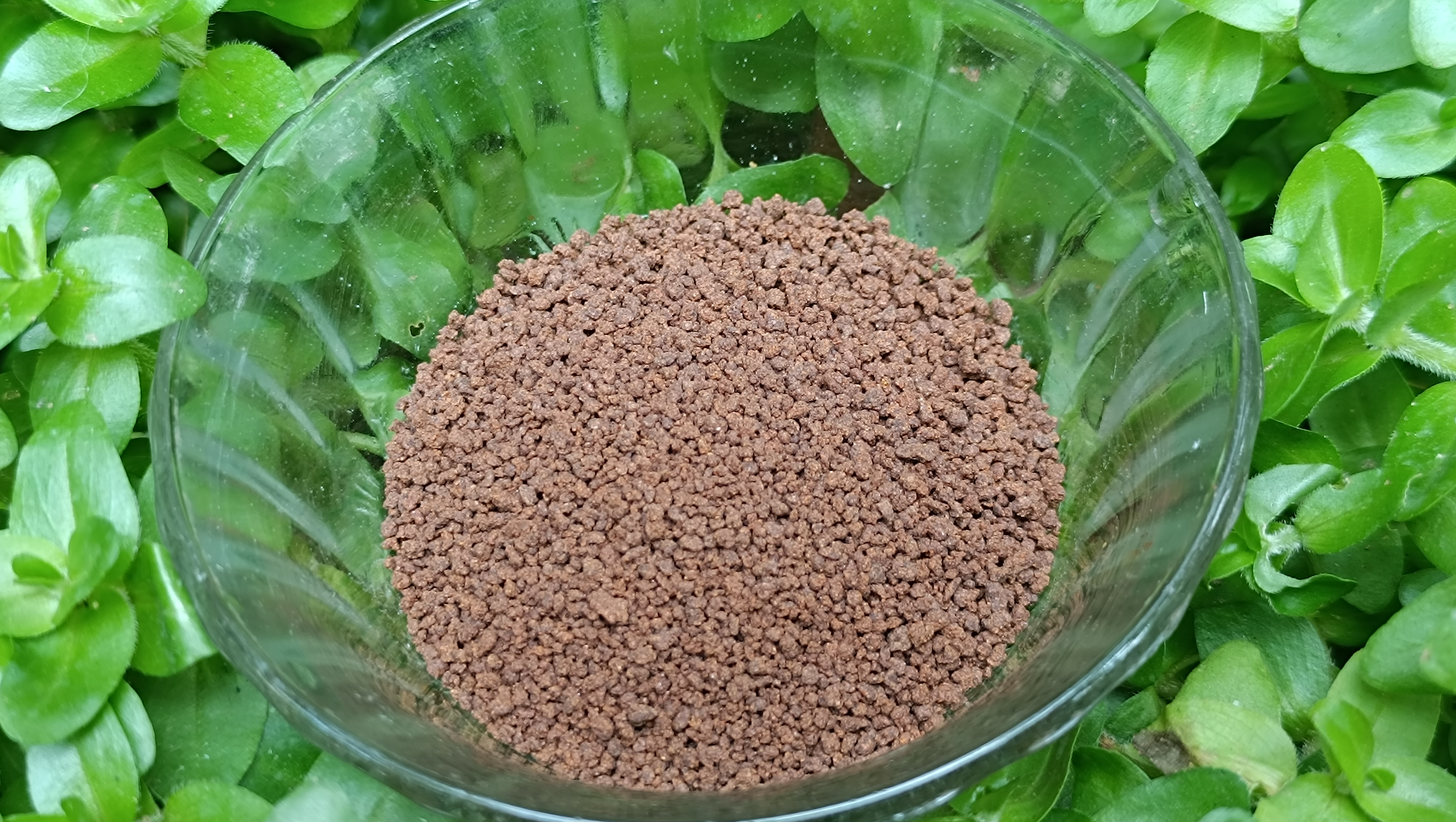 Cichlid Stage2-- 100gm