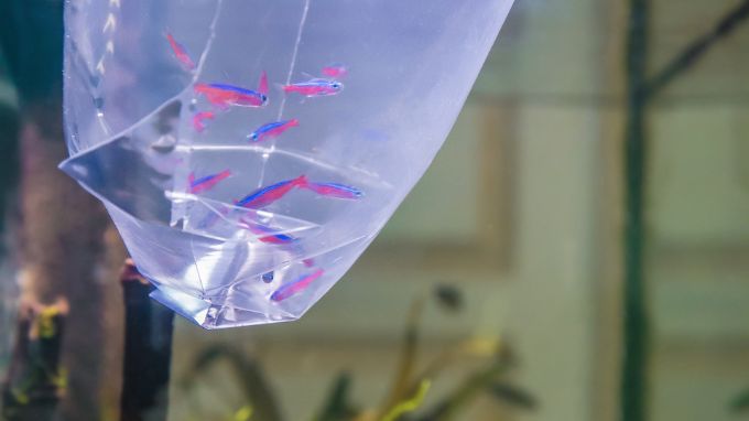 How to Properly Acclimatize Fish After Receiving Them by Courier