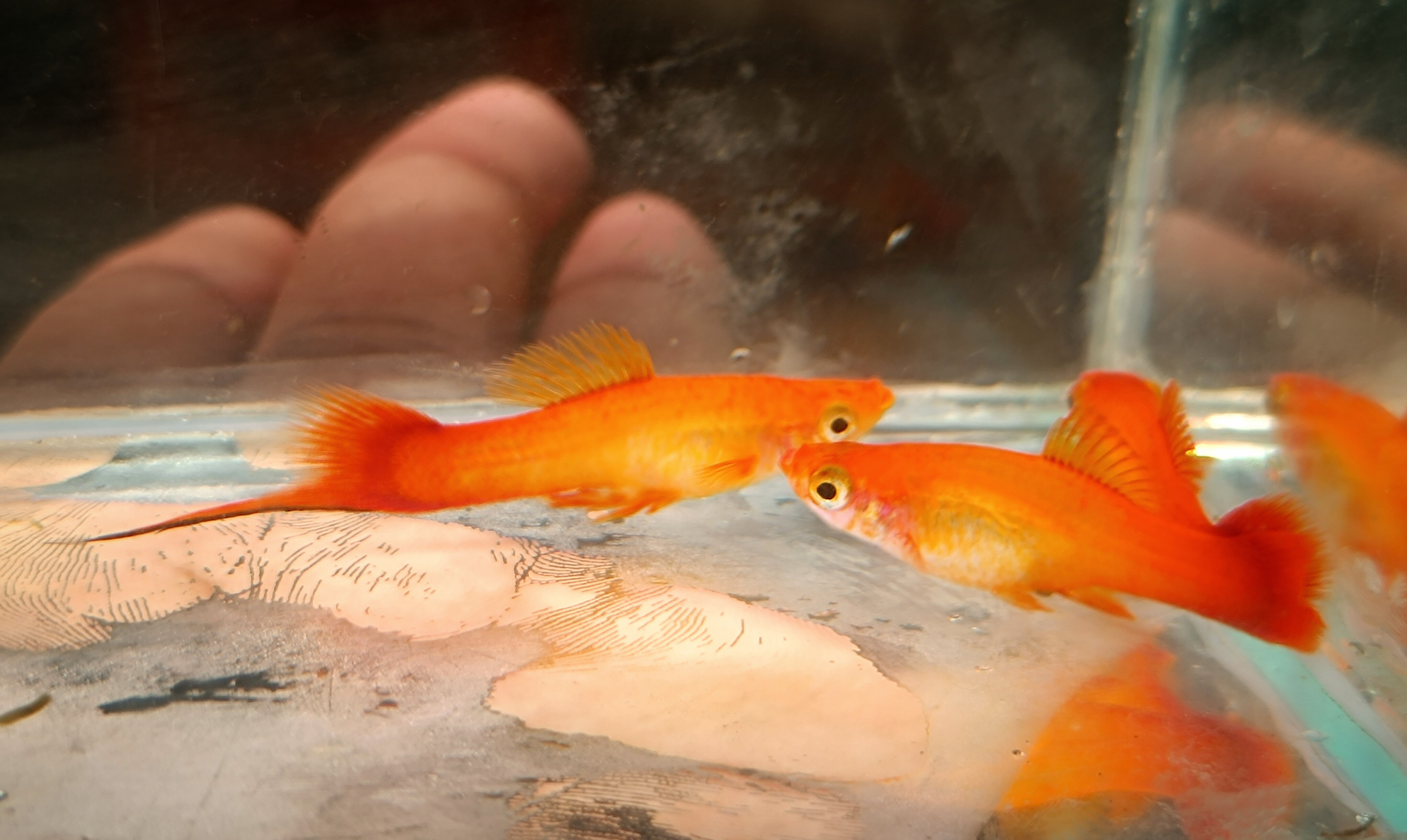 Marigold Swordtail Black Eye Pair