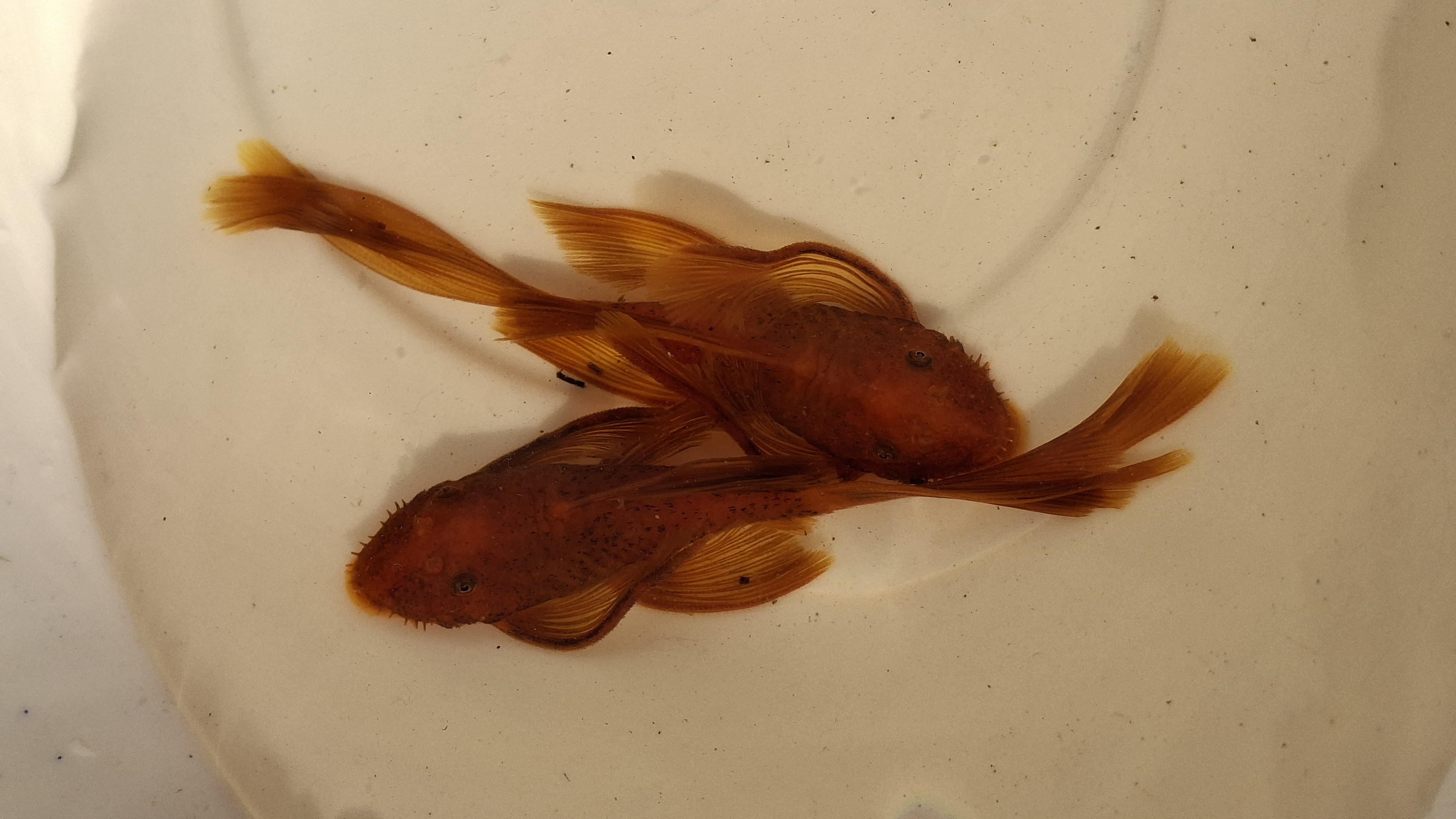 Super Red Bristlenose Veiltail Pleco (1 Inch, Per fish)