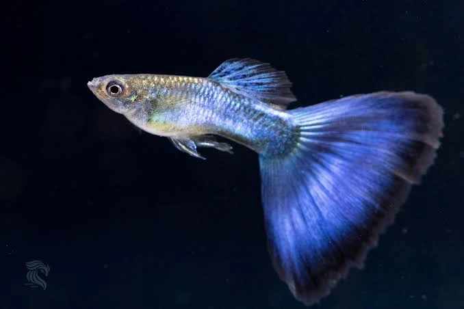 Japan Blue Tail pair