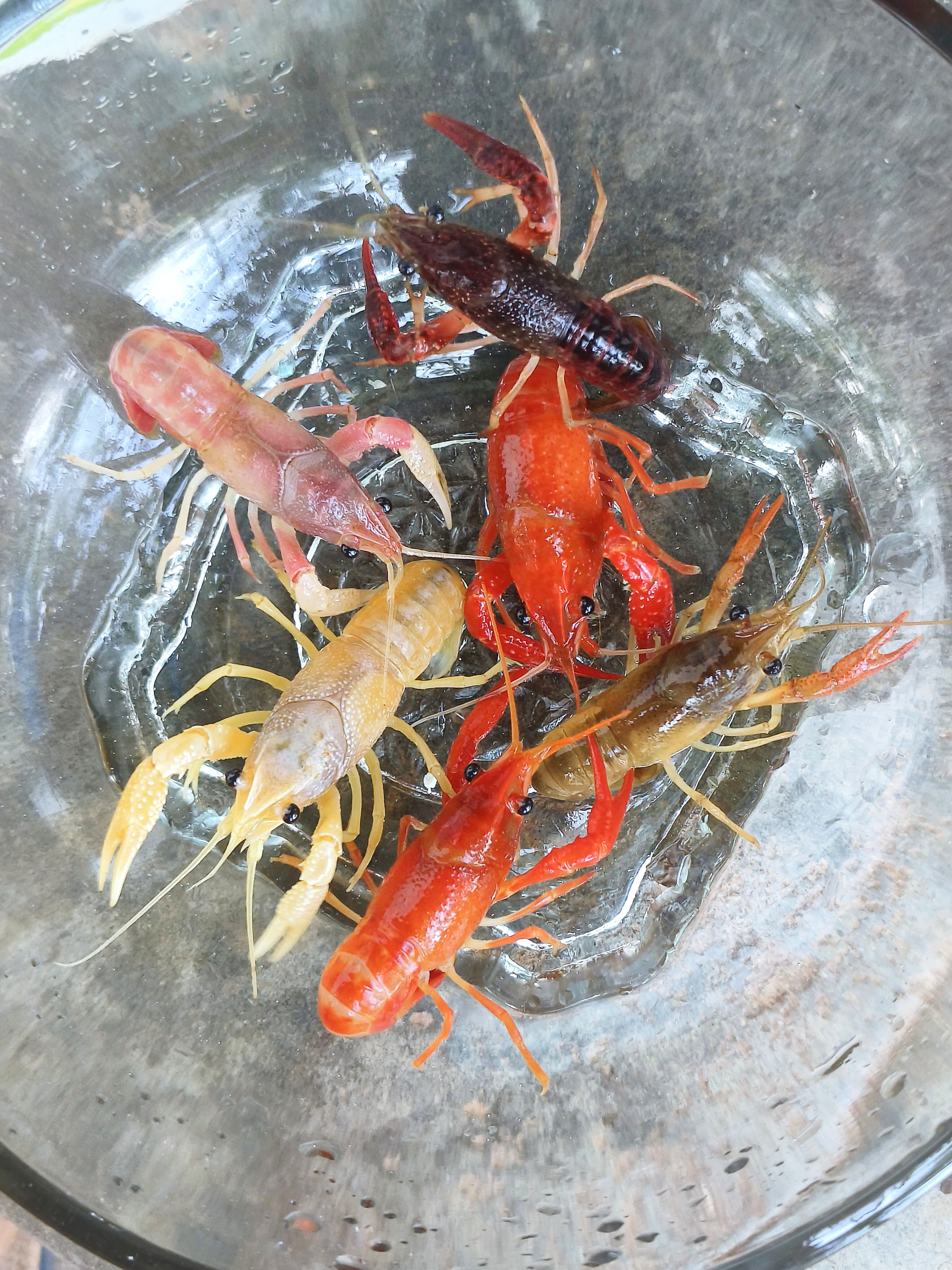 Mixed Crayfish (2 inch per fish)