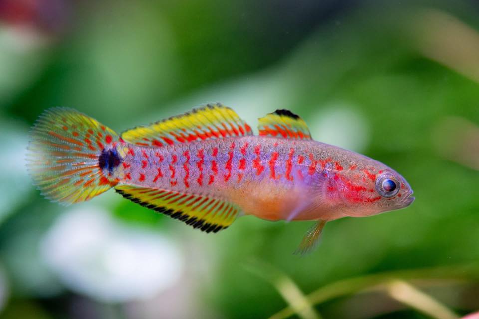Peacock Gudgeon (Per Fish, 1 Inch)