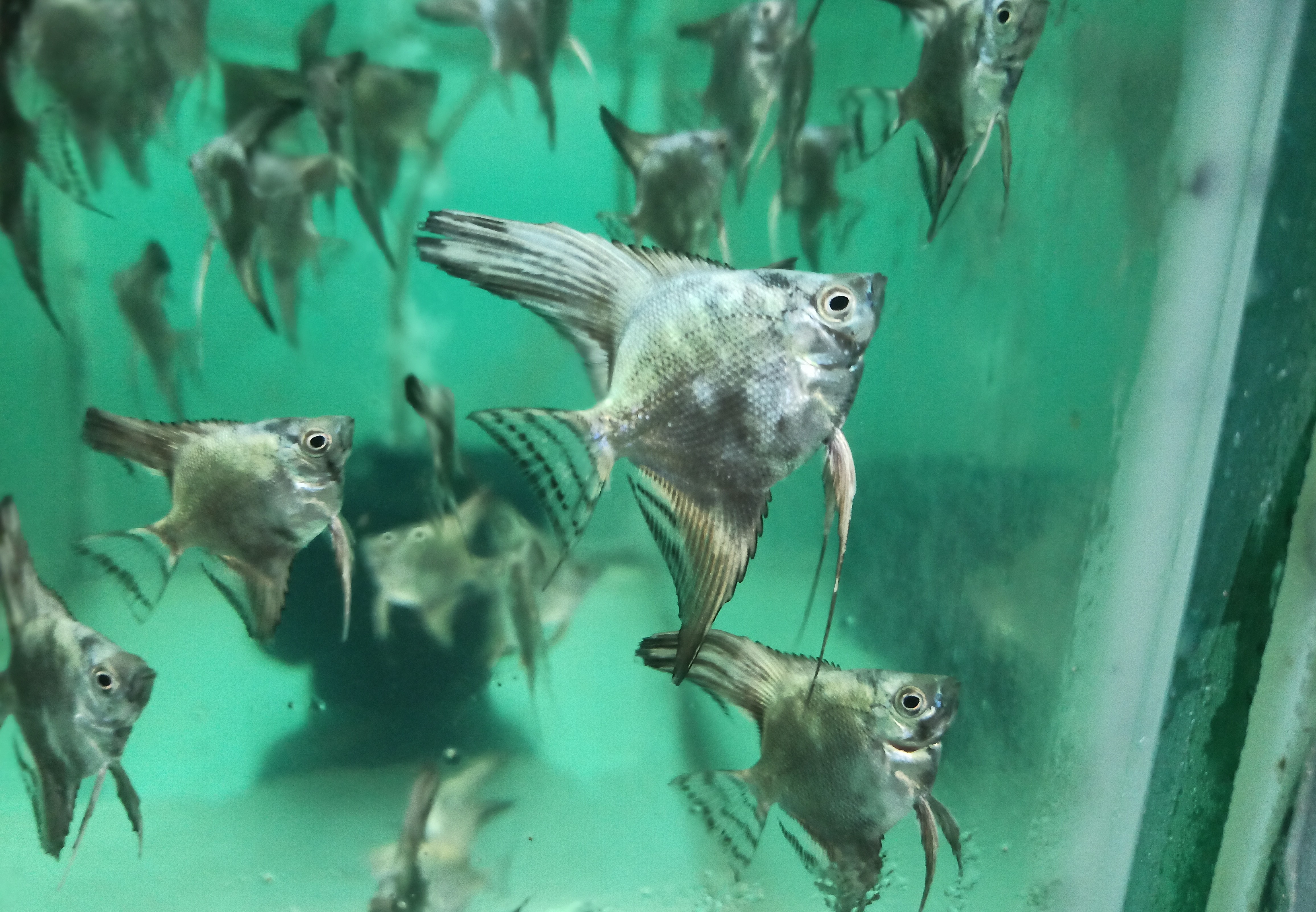 Blue Smokey (Coin size)