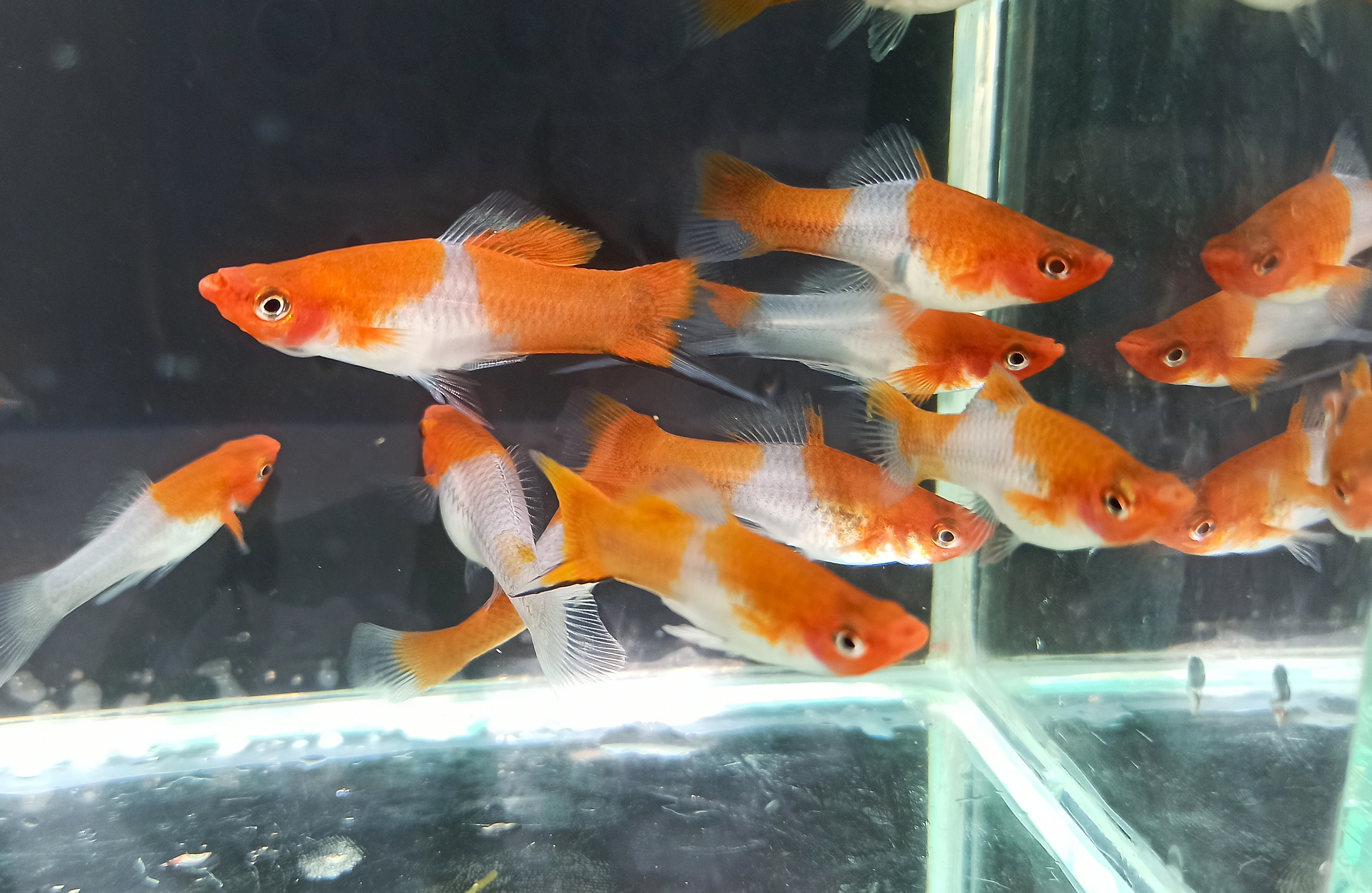 Kohaku Koi Black Eye Females Only