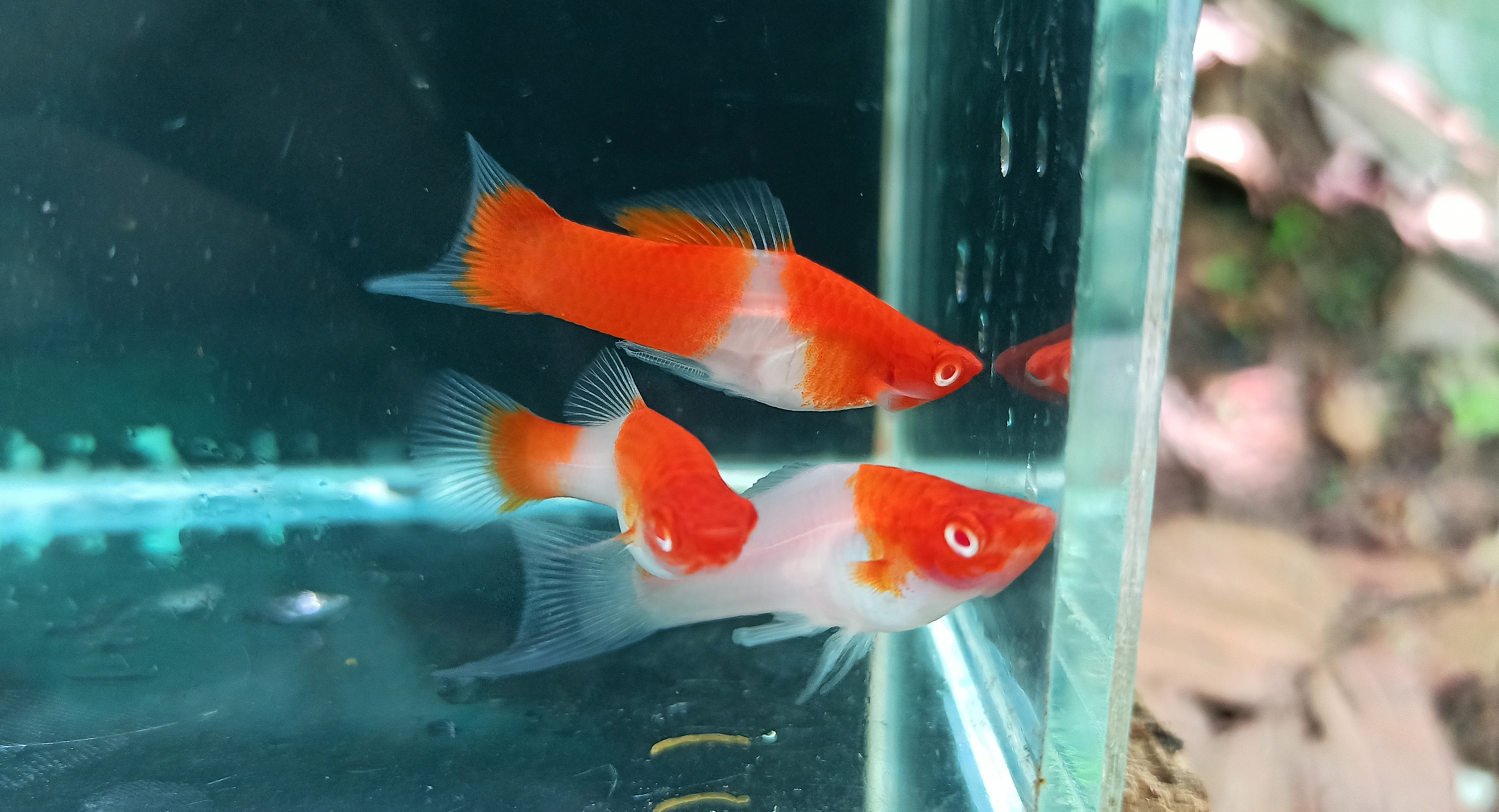 Albino Kohaku Koi Pair