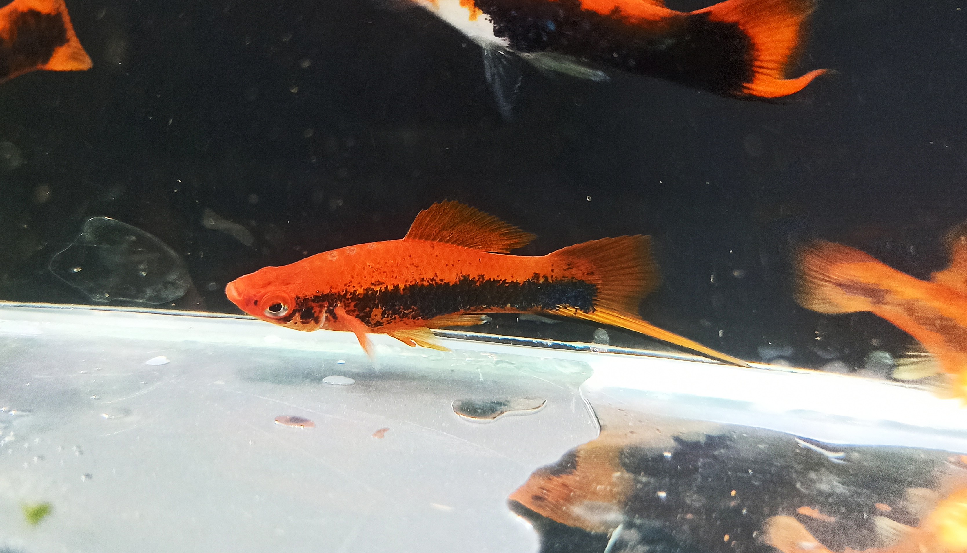 Red Tuxedo Pair