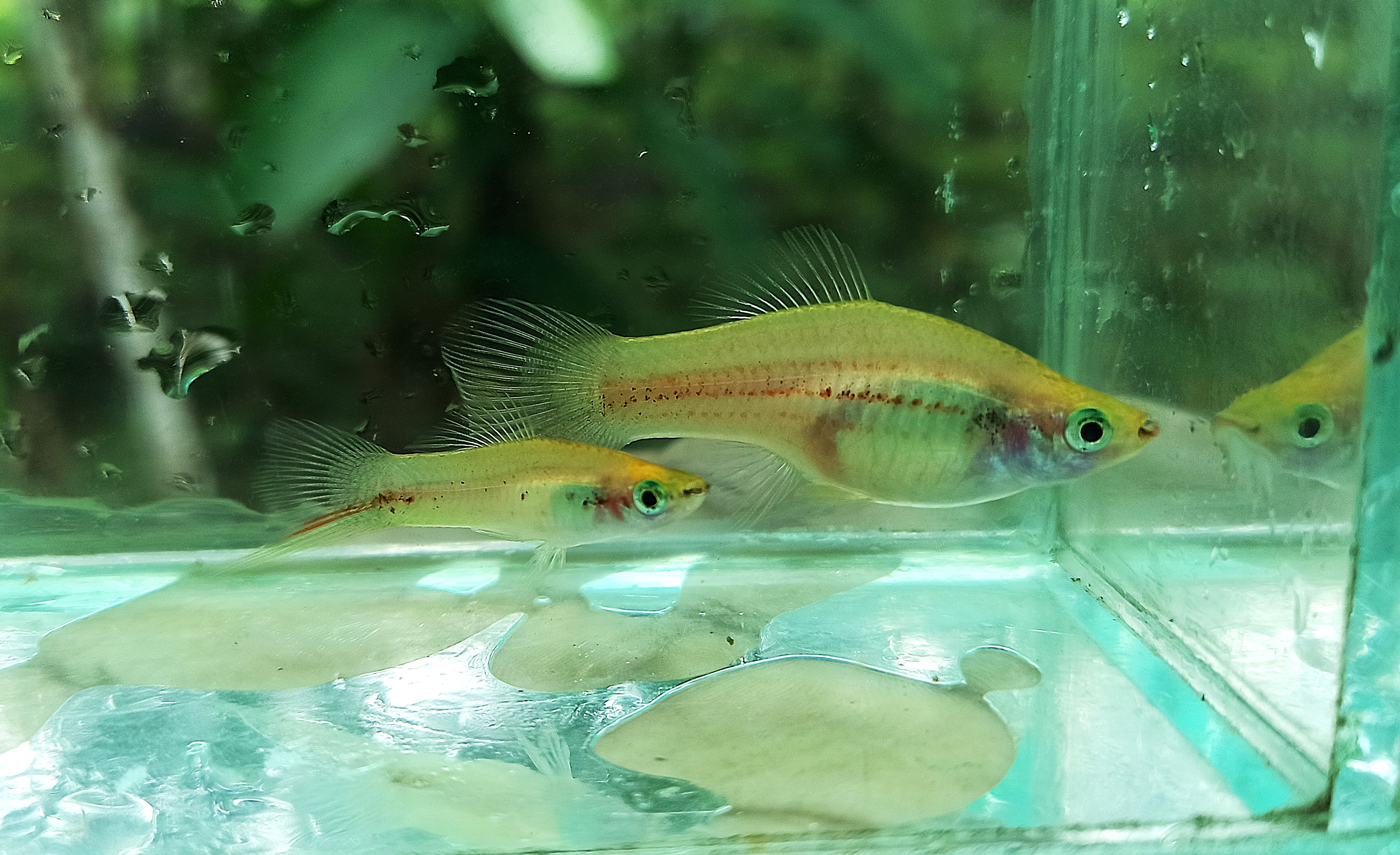 Buttermilk Yellow (Female only, per fish)