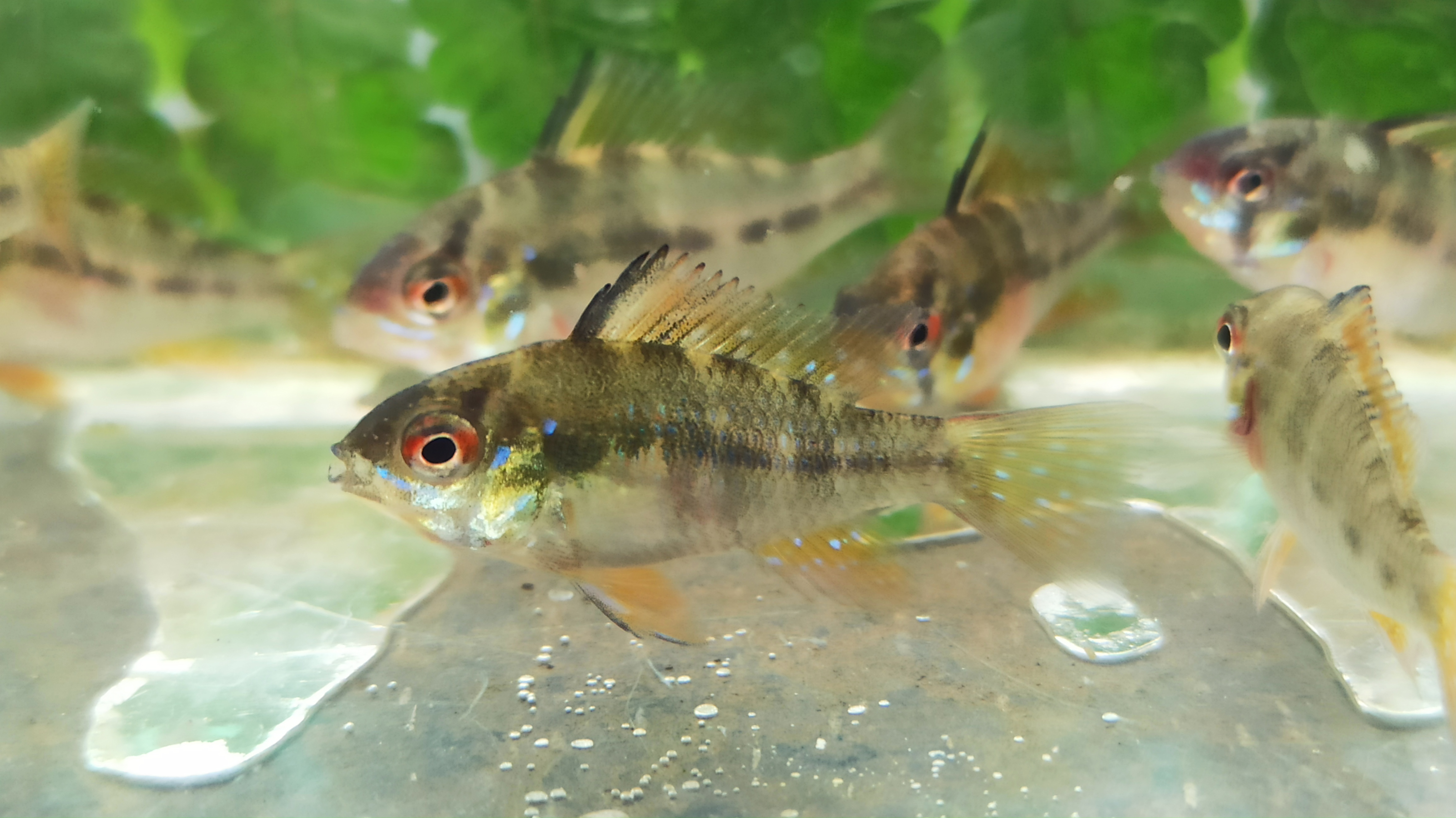 German Blue Ram (1 Inch, Per fish)