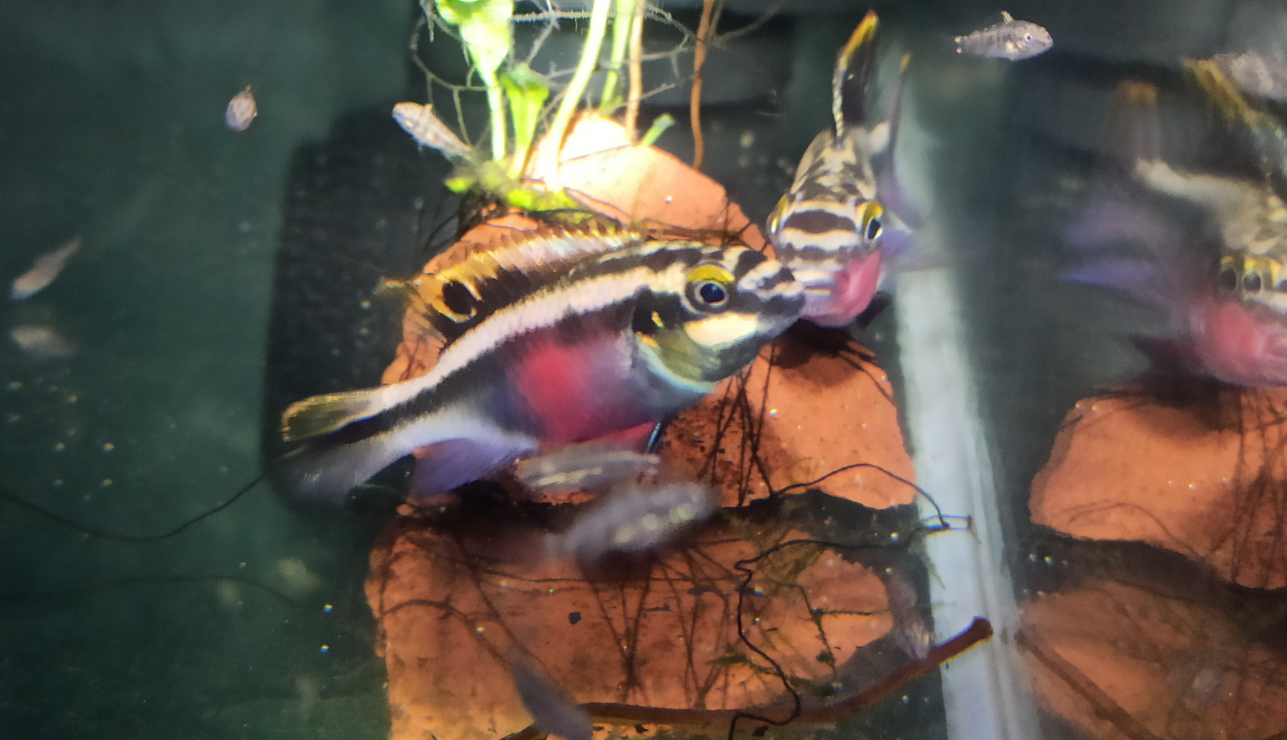 Rainbow Kribensis (1 inch, Per Fish)