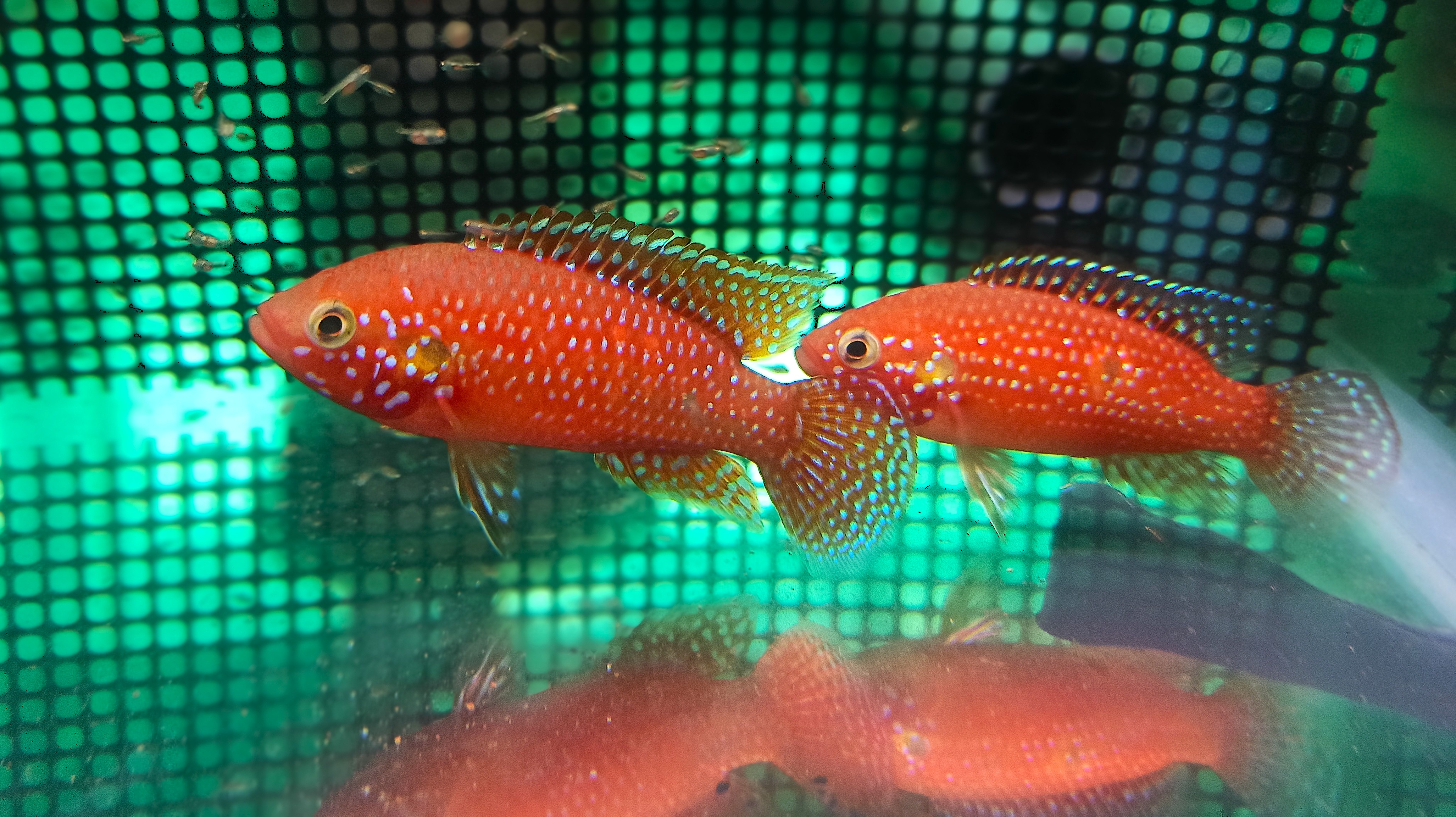 Red Jewel (2inch size, 1 Fish)