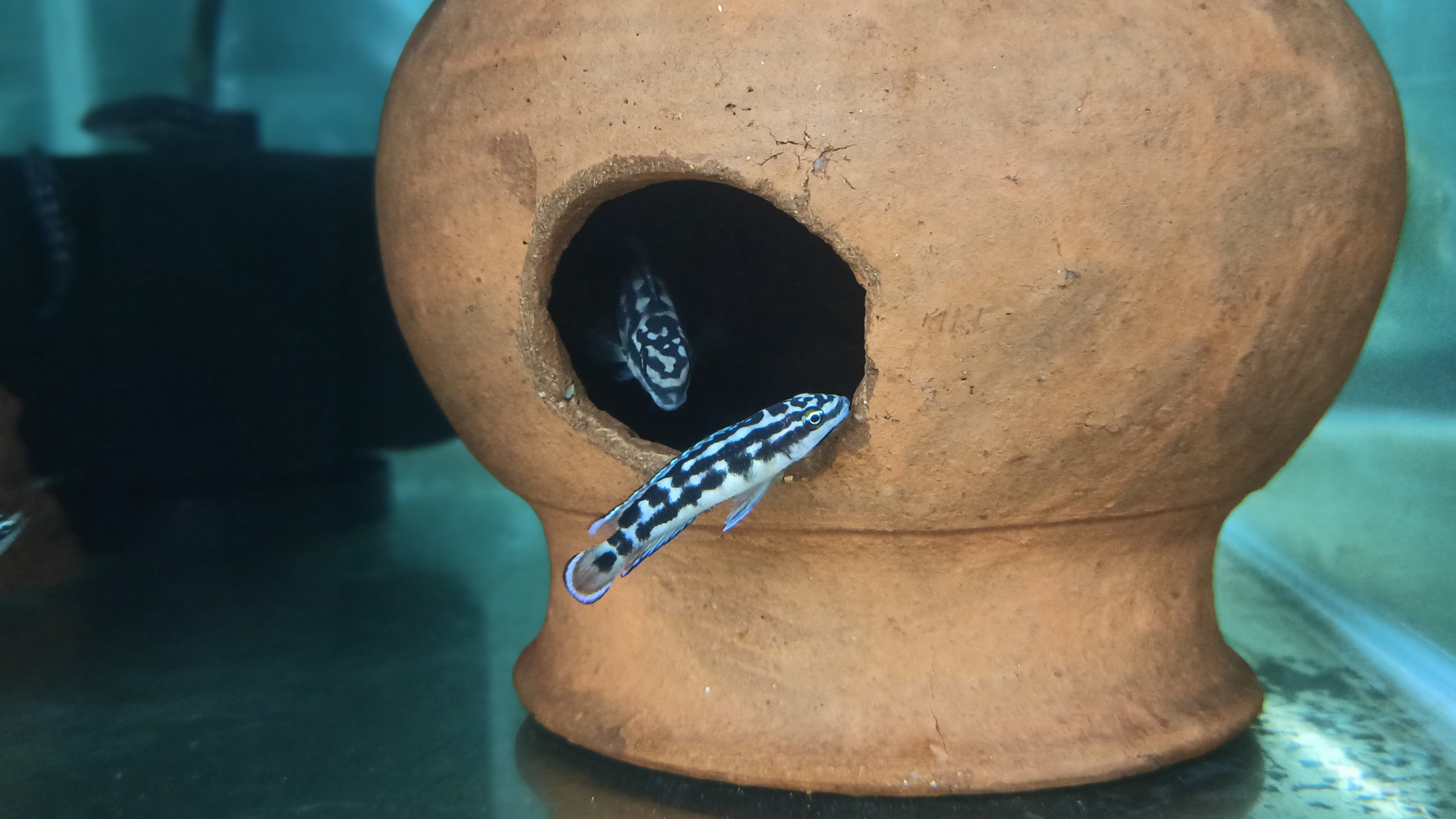 Masked Julie (Per Fish, 1 Inch)