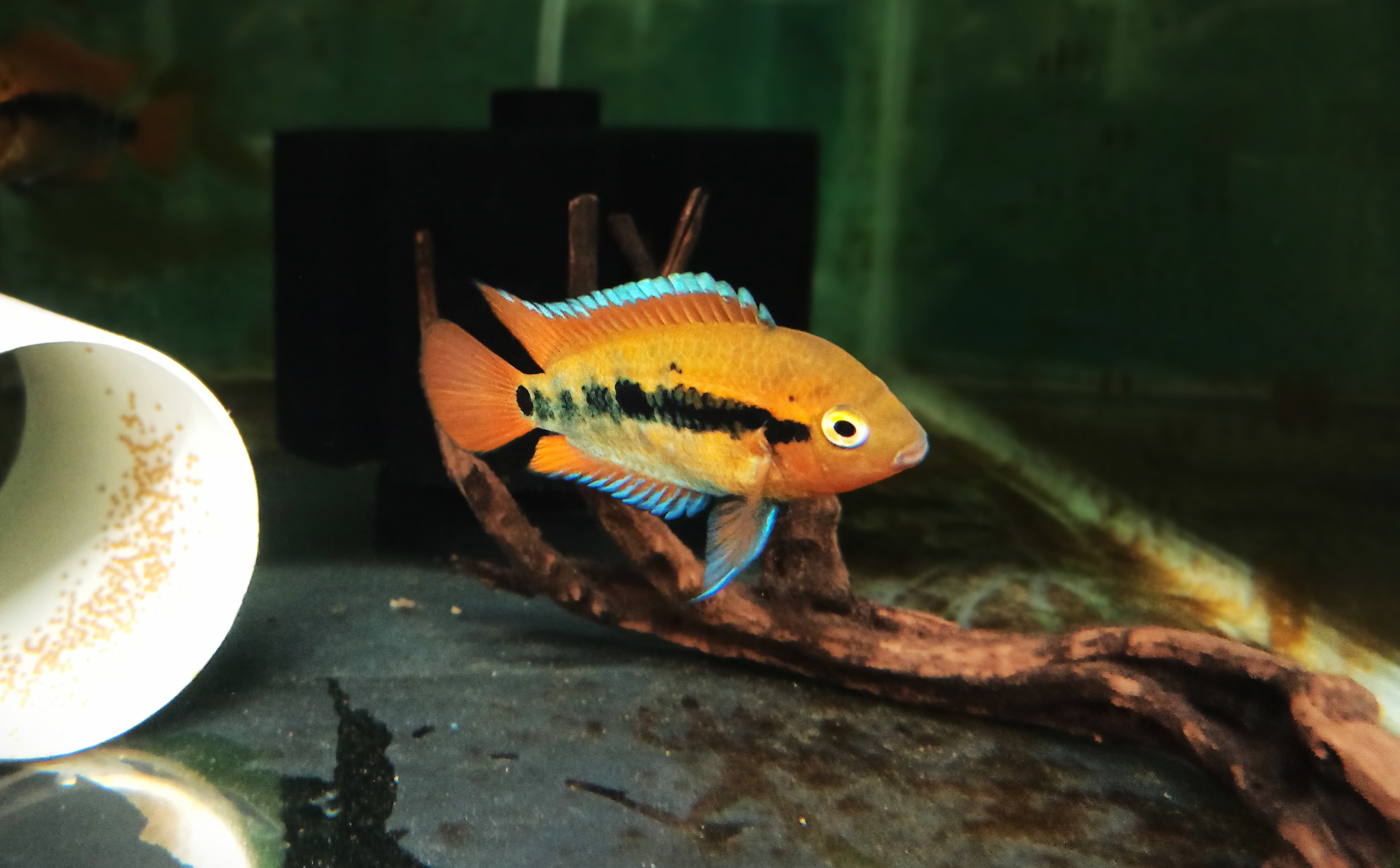 Rainbow Cichlid (Per Fish, 1.5 Inch)