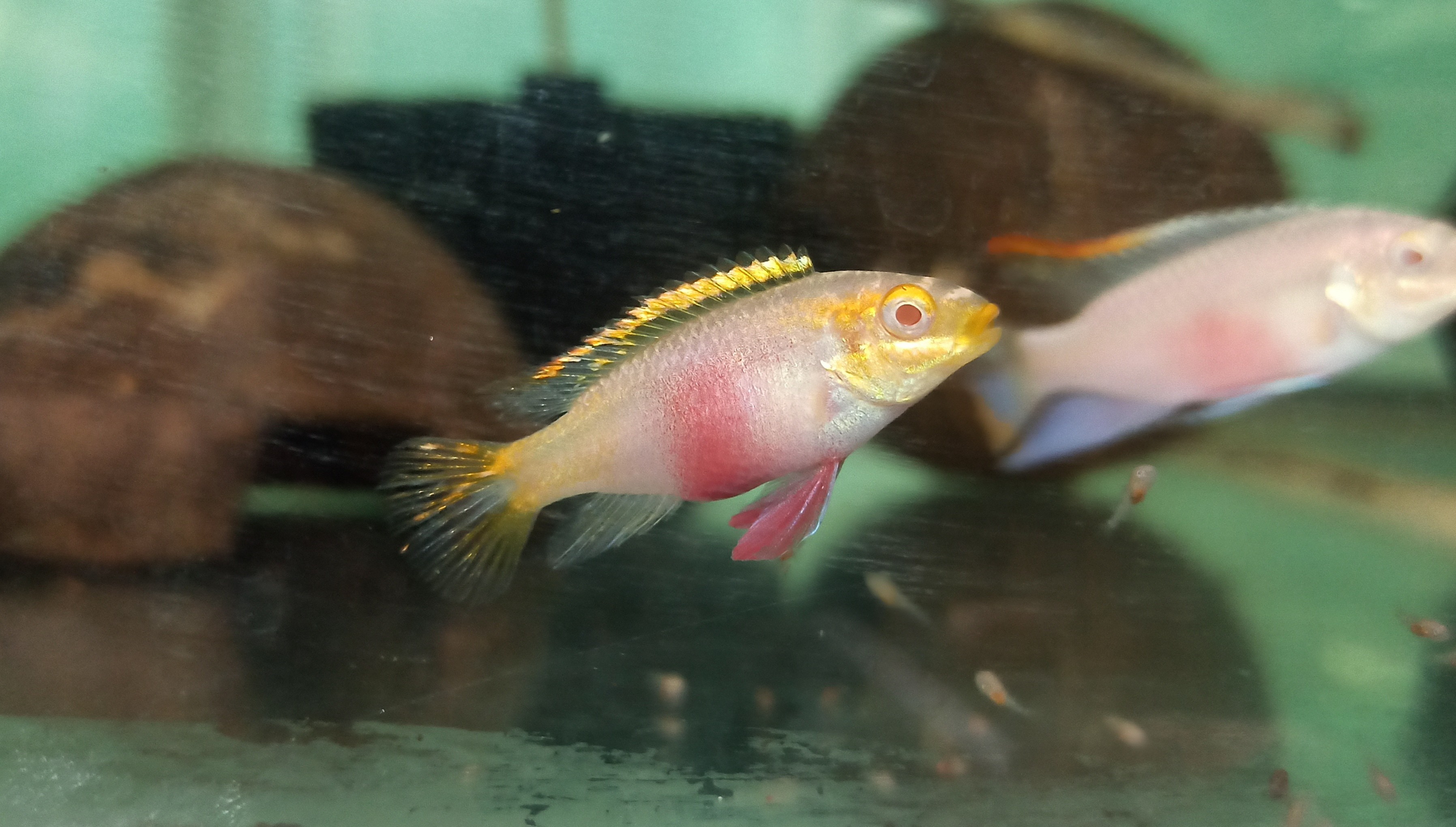Albino Kribensis (1 inch, Per Fish)