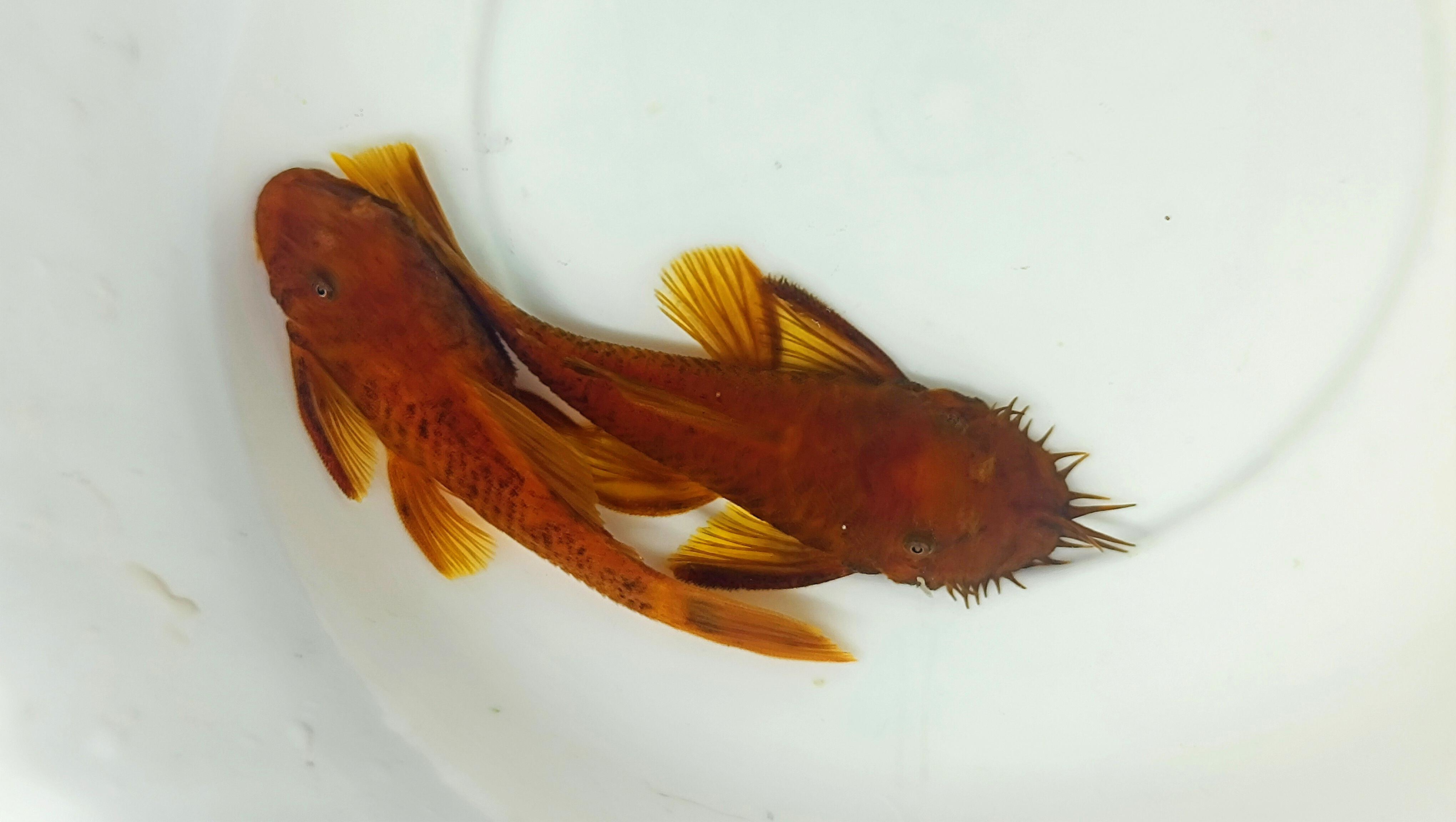 Calico Super Red Bristlenose Pleco  (1 Inch, Per fish)