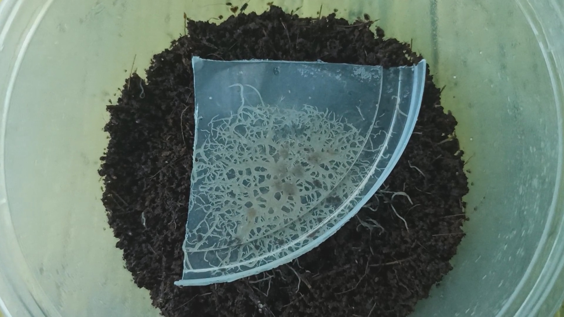 Grindal Worm (1 container)