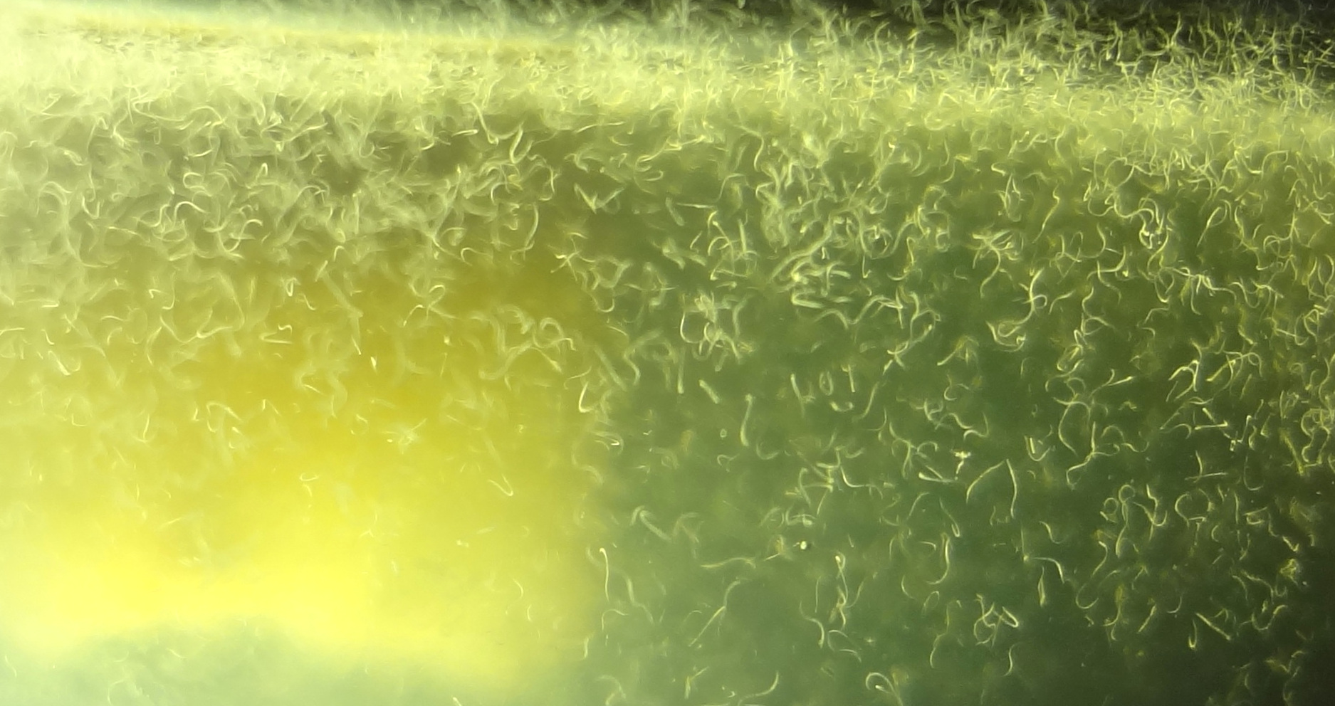 Vinegar Eel (1 Packet)