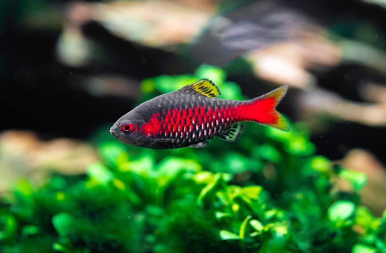 Odessa Barb (Per Fish)