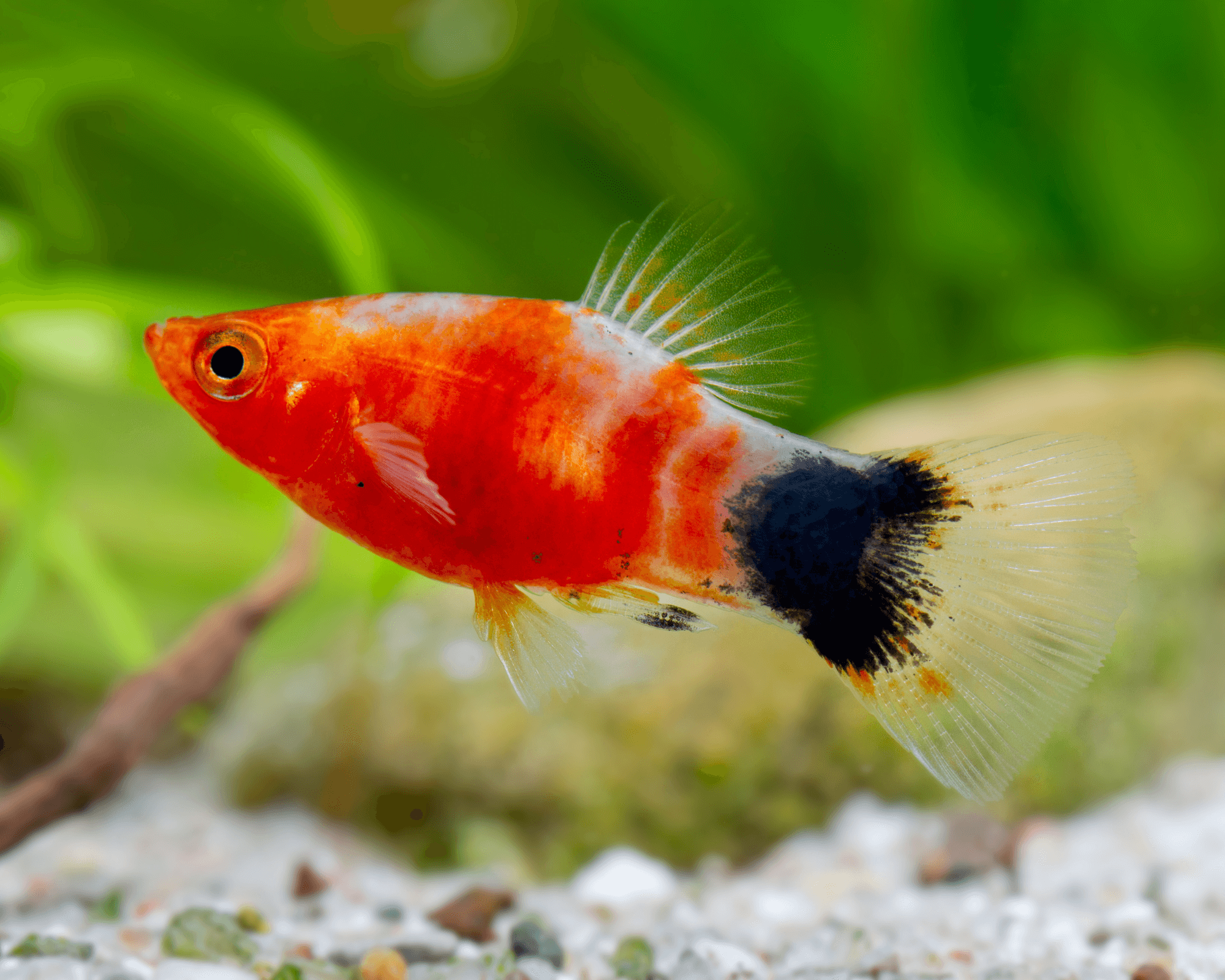 Bleeding Heart Platy