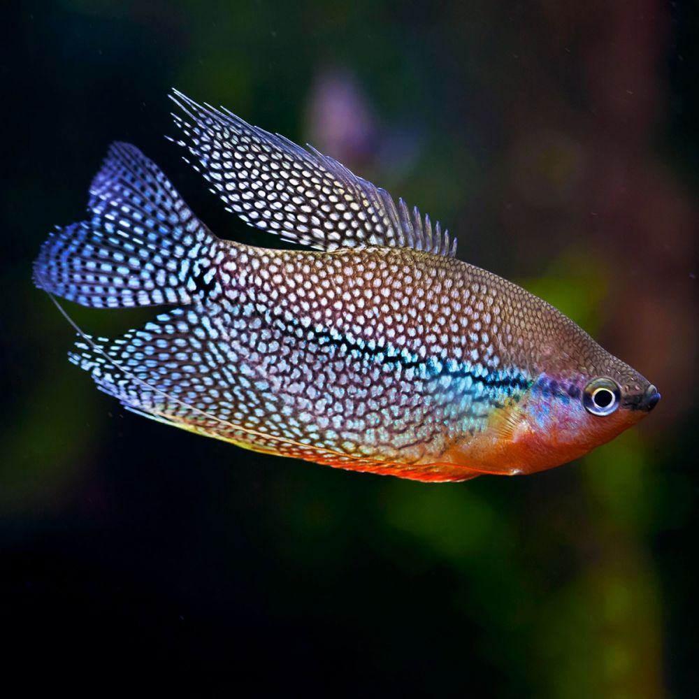 Pearl Gourami (Per Fish, 2 Inch+)