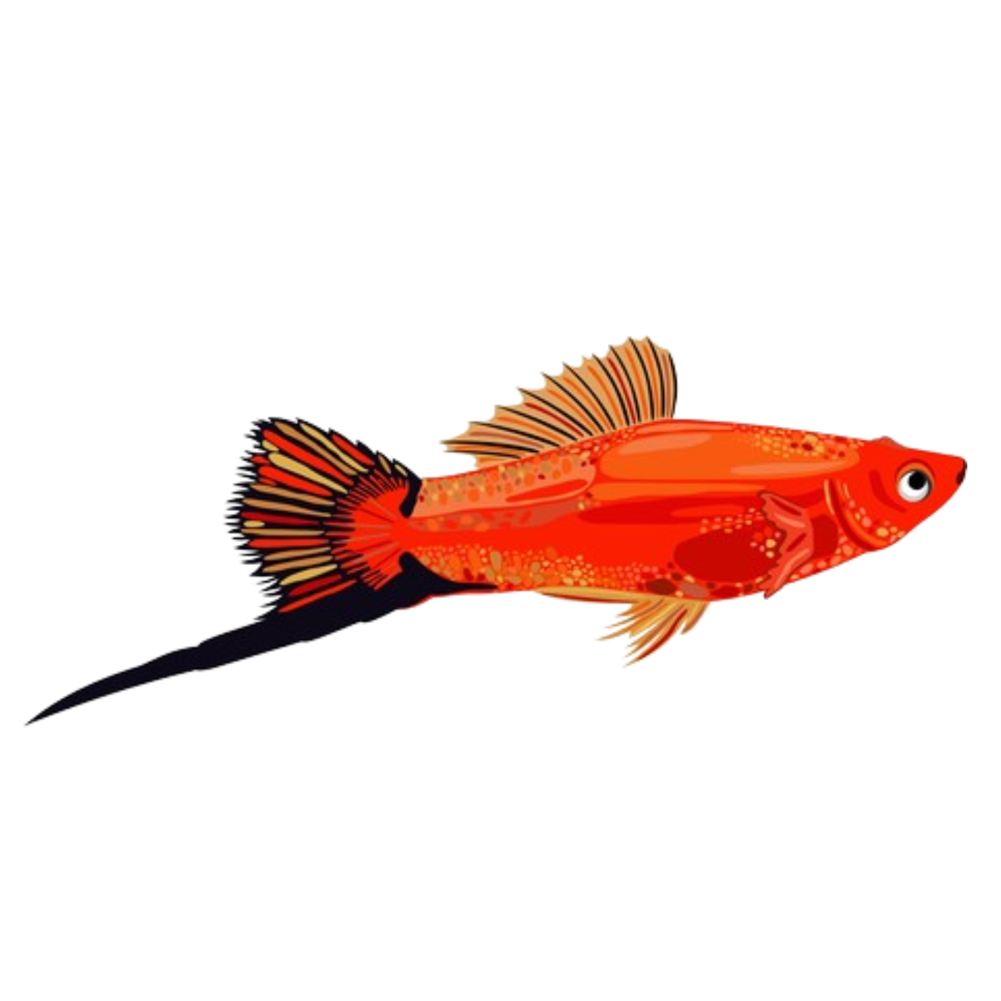 Mixed Swordtail (1 fish)