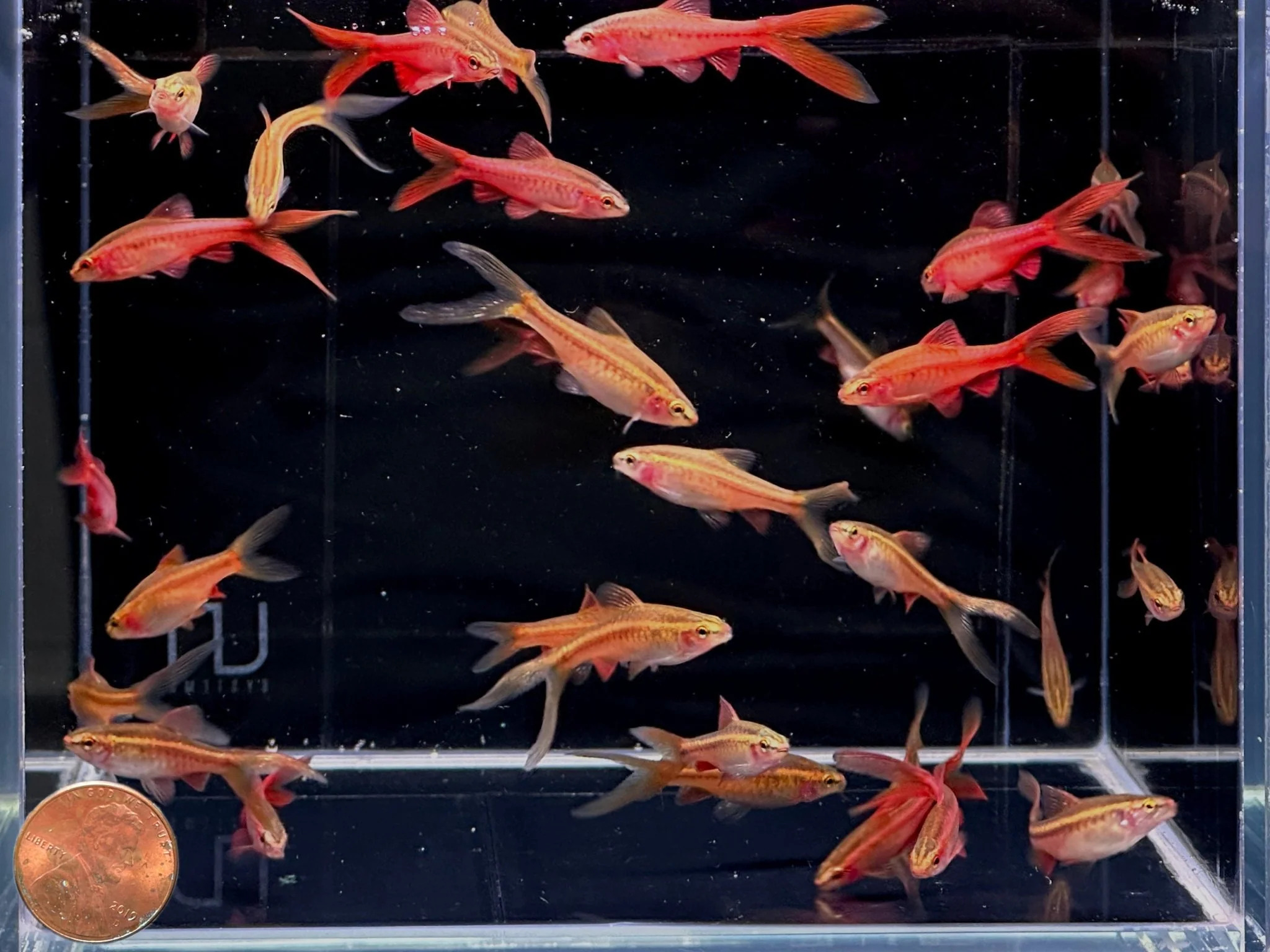 Cherry Barb Veiltail (Per Fish)