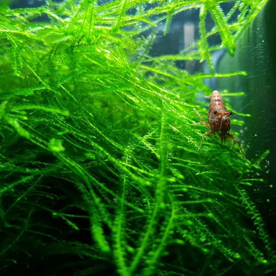 Java Moss