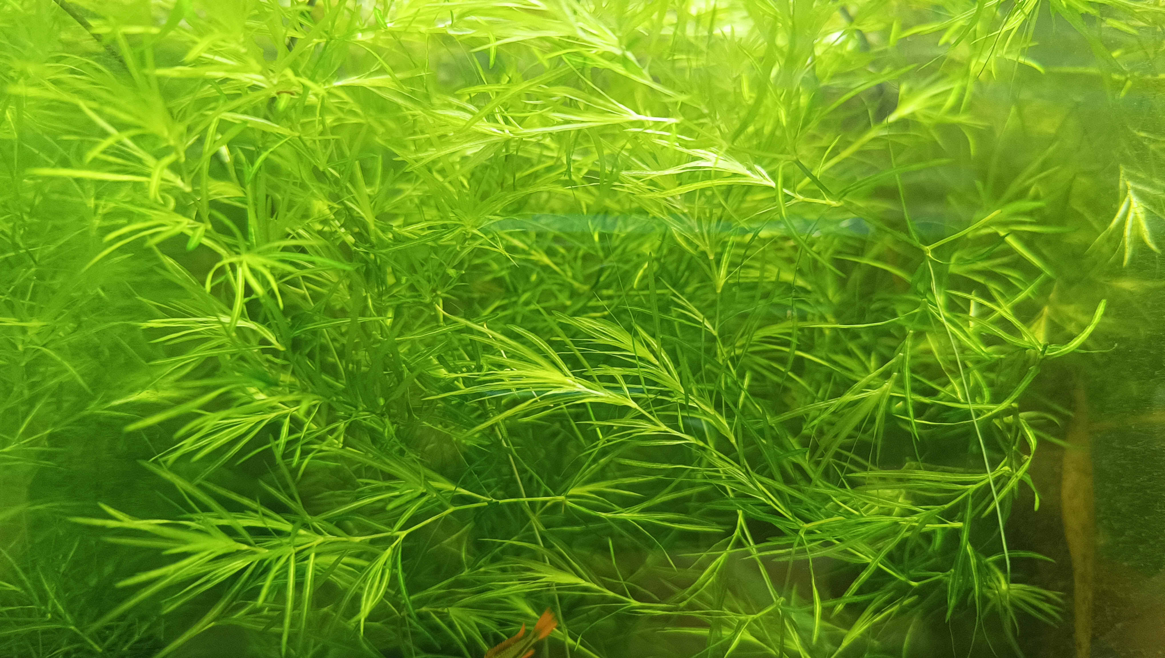 Guppy Grass
